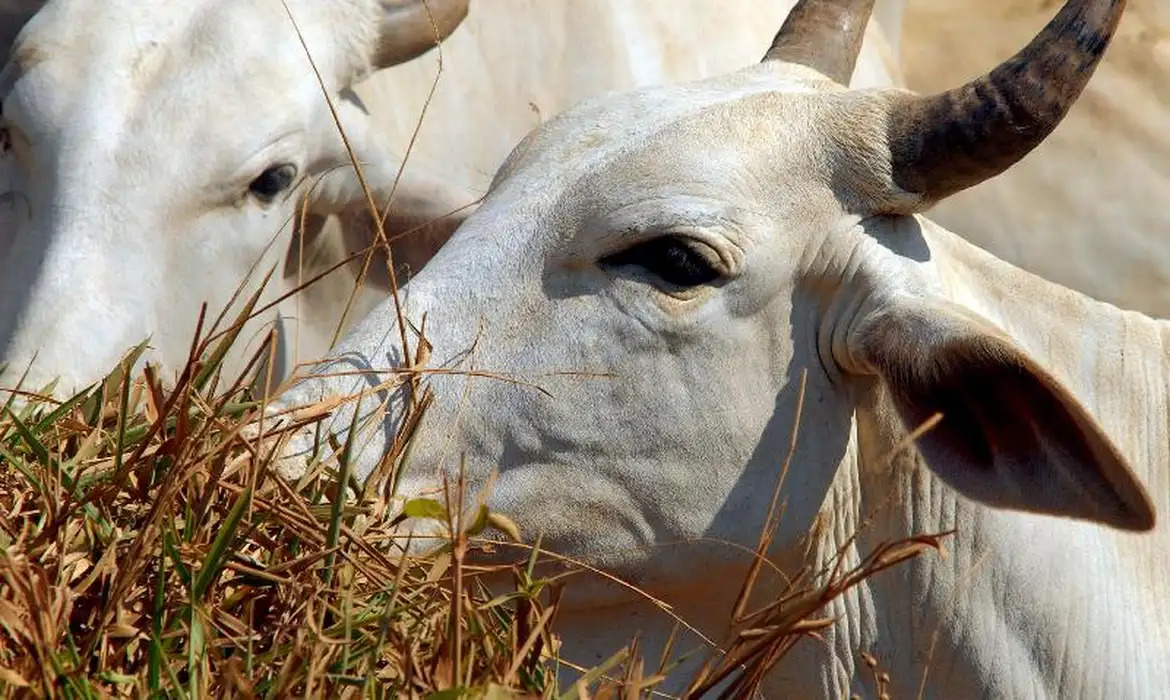 Abate de bovinos registrou um aumento no 1º trimestre de 2024; aponta IBGE