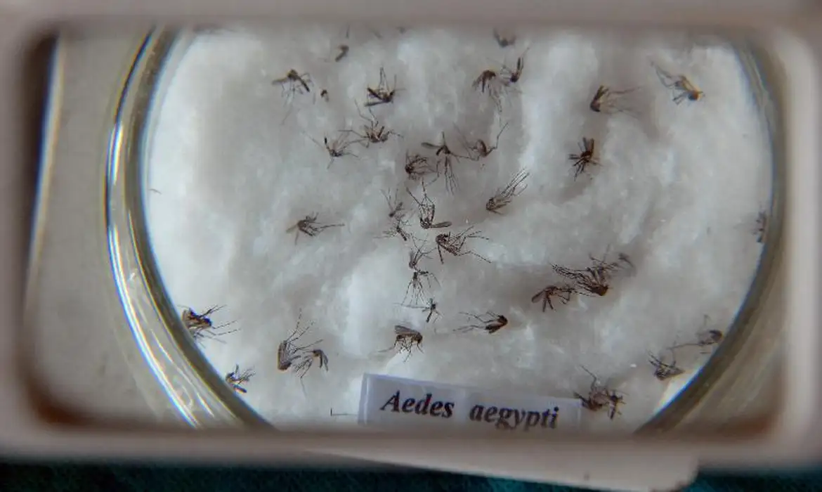 Em meio à epidemia de dengue, Ministério da Saúde inaugura biofábrica de mosquitos não transmissores de vírus