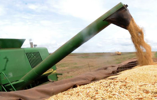 Preço da soja sobe no Paraná e produto chega a R$ 129,29 em algumas áreas do estado